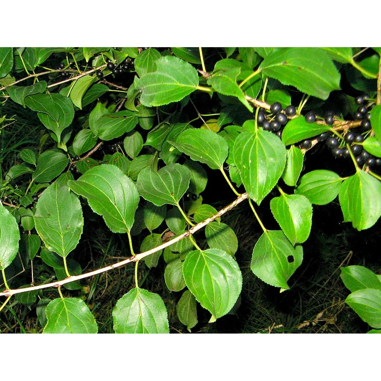 Brakved – Rhamnus cathartica - 40-60 CM bare root 1/1